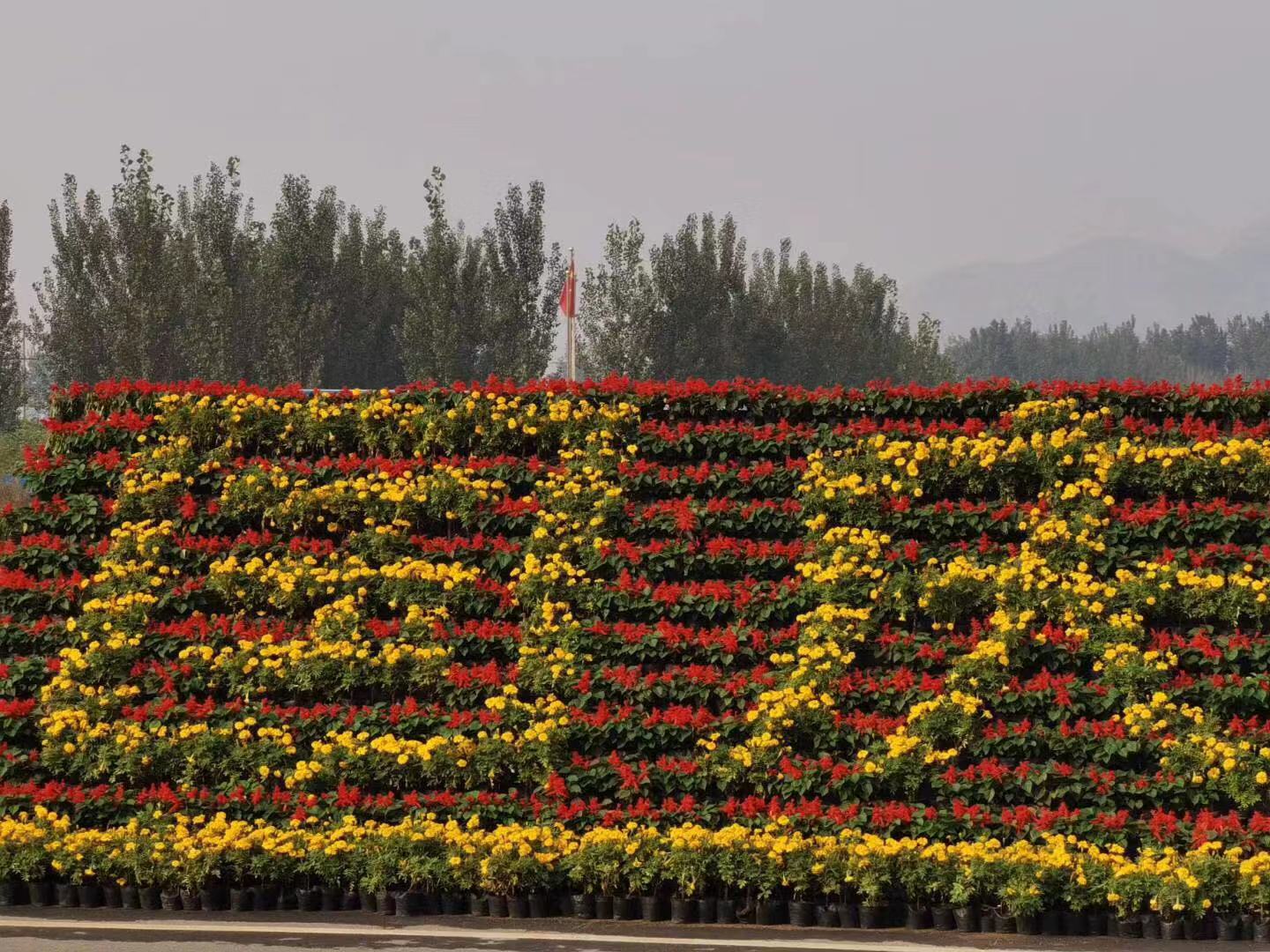 Splendid Chinese birthday (Figure 2) Splendid Chinese birthday (Figure 2)